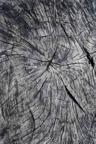 Σκούρο grunge κούτσουρο δέντρο φόντο — Φωτογραφία Αρχείου