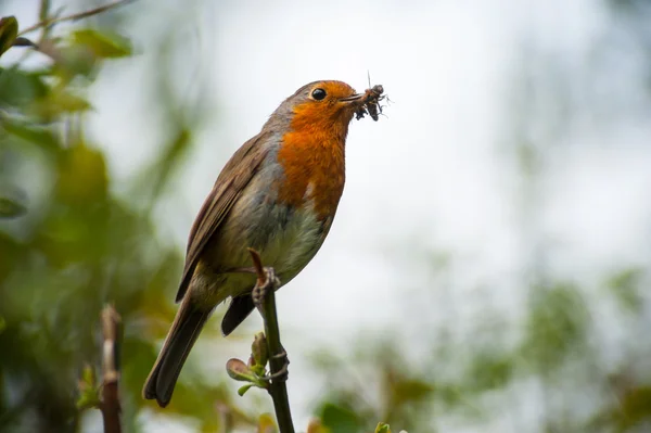 赤いロビン鳥が虫を食べて ストック写真