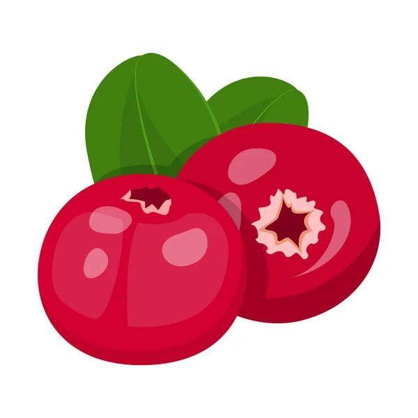 Κράνμπερι Διάνυσμα Απομονωμένο Γλυκά Ώριμα Κόκκινα Μούρα Πράσινα Φύλλα Ζουμερό — Διανυσματικό Αρχείο