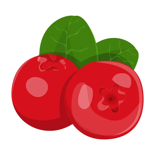 Διάνυσμα Lingonberry Απομονώθηκε Άγριες Κόκκινες Ρώγες Υγιεινό Γλυκό Συστατικό Φυσικό — Διανυσματικό Αρχείο