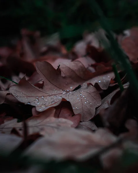 Fallen golden leaves on the ground, autumn weather. Water drops on the orange leaf. Dark misty photo of brown oak leaves.
