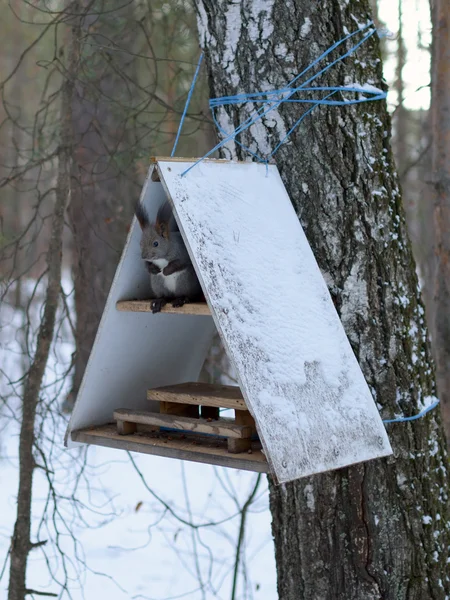 hayvanlar için beslenme bir yalak