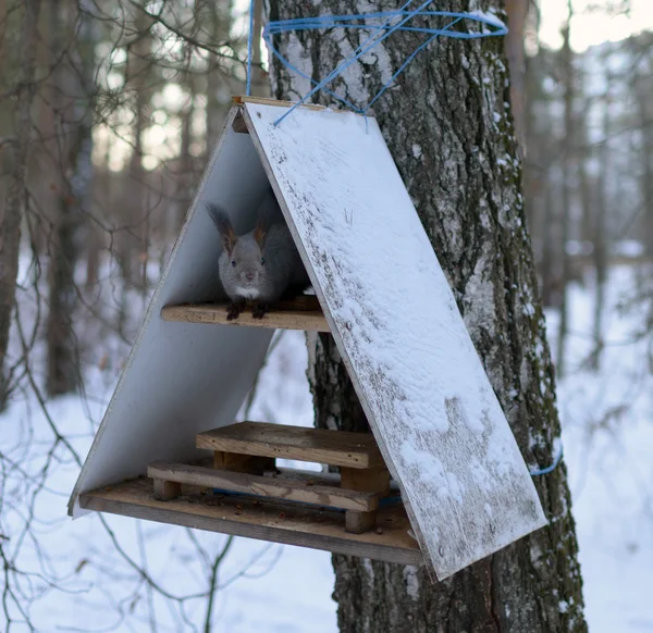 hayvanlar için beslenme bir yalak