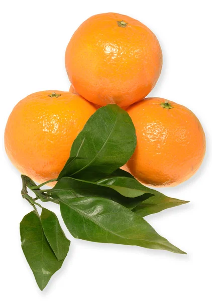 Mandarine bir bahar dalı ile