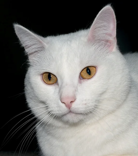 Sarı gözlü beyaz kedi.