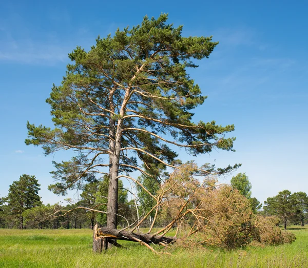 canlı ve ölü ağaç