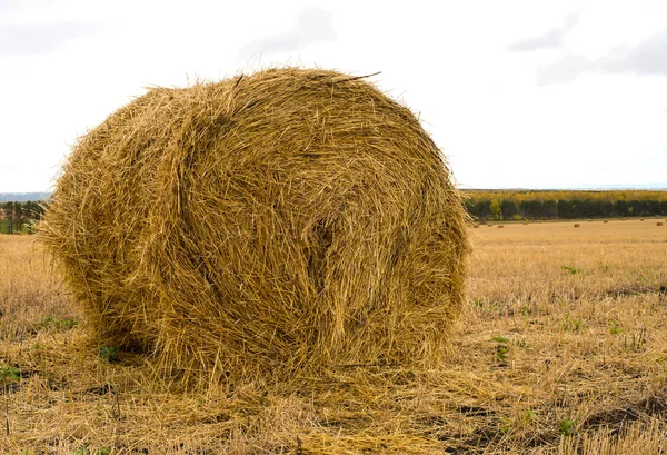 Rollen van stro — Stockfoto