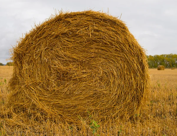 Rouleaux de paille — Photo