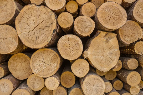 Pile of wood — Stock Photo, Image