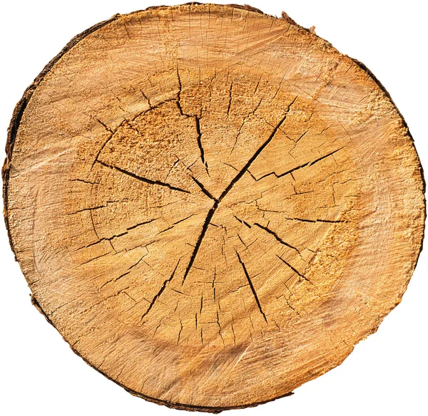 Sección de madera cros Imagen De Stock