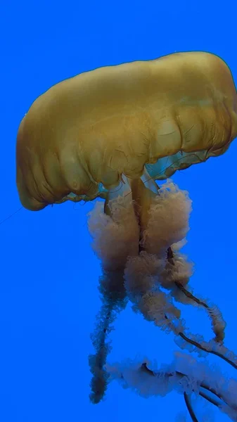 Orange Jellyfish Swimming Blue Water — Stok fotoğraf