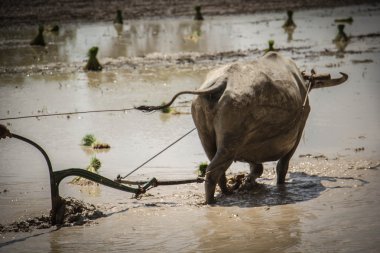 Çiftçi pirinç tarlayı buffalo kullanın 