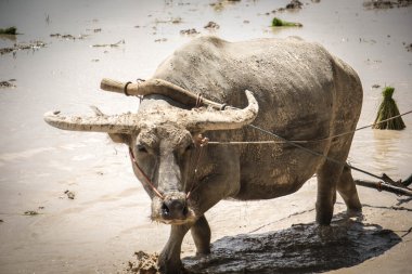Çiftçi pirinç tarlayı buffalo kullanın 