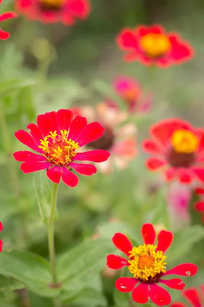 Zinnia, fiori in campi verde brillante — Foto Stock