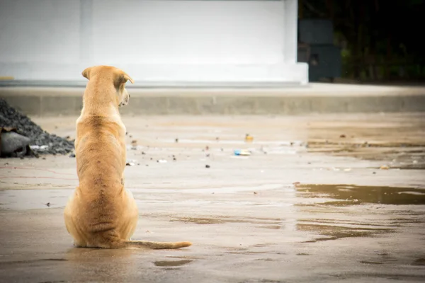 Perro sentado en el camino de hormigón —  Fotos de Stock