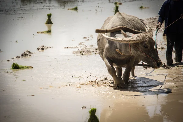 Farmer are use buffalo plowing rice field — Stock Photo, Image