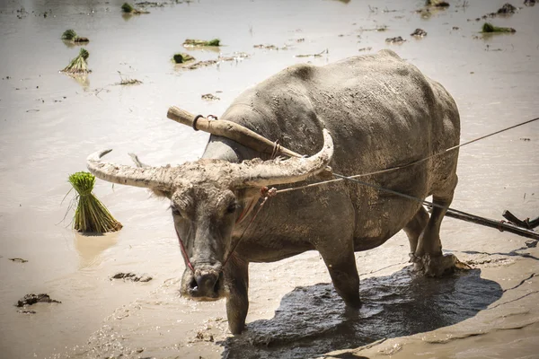 Farmer are use buffalo plowing rice field — Stock Photo, Image