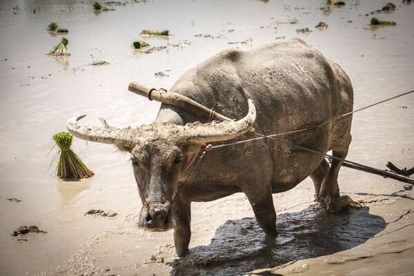 Farmer are use buffalo plowing rice field 