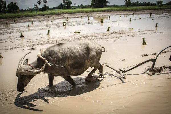 Farmer are use buffalo plowing rice field — Stock Photo, Image