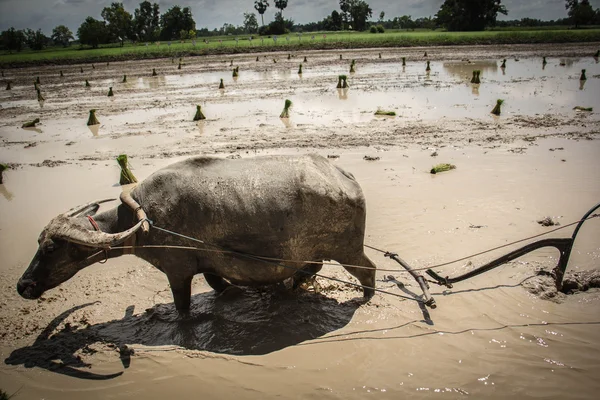 Farmer are use buffalo plowing rice field — Stock Photo, Image