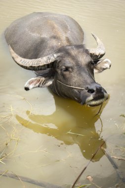 Buffalo, su aygırı,