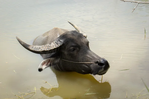 Buffalo, water buffalo, — Stock Photo, Image