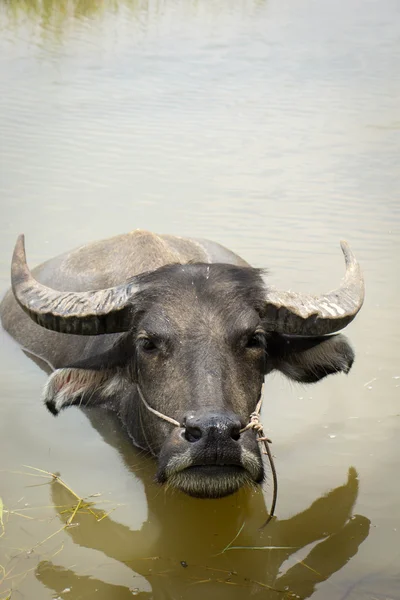 Буйвол, водяной буйвол , — стоковое фото