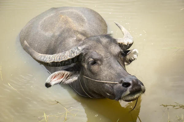 Buffalo, water buffalo, — Stock Photo, Image