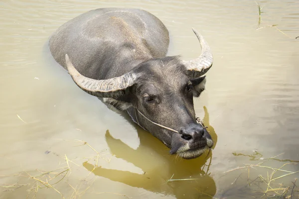 Buffalo, water buffalo, — Stock Photo, Image