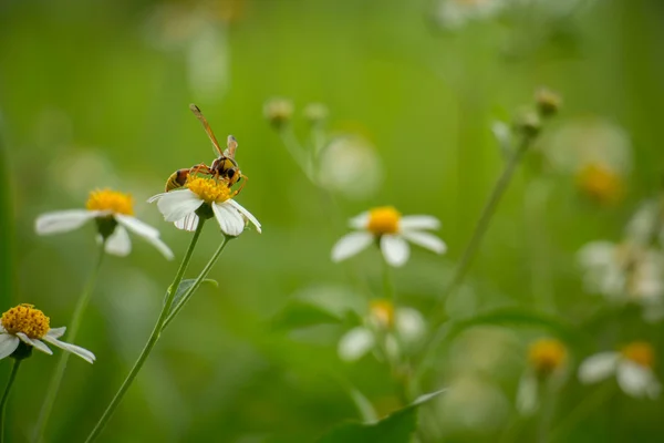 Fleurs blanches avec guêpes — Photo