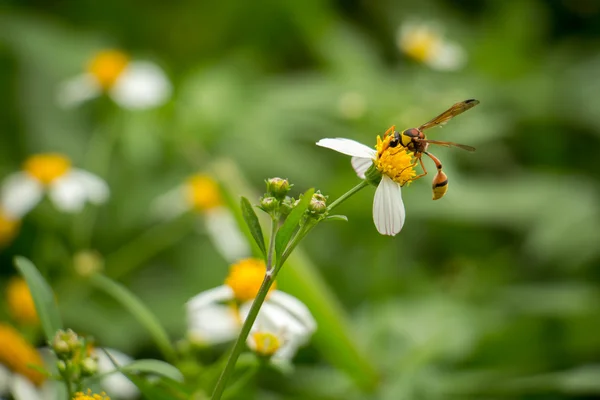 Fleurs blanches avec guêpes — Photo