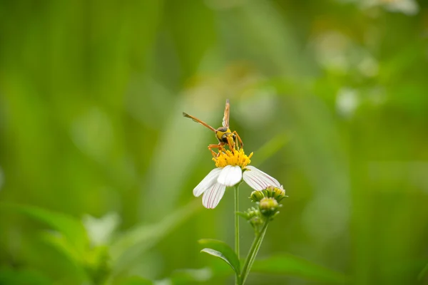 ハチと白い花 — ストック写真