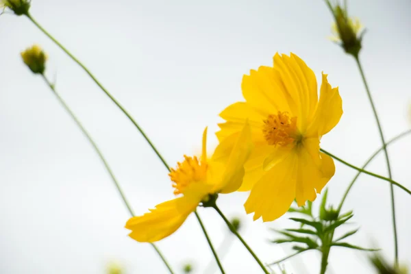 Fiori gialli, cielo, verde, blu, sfondo . — Foto Stock