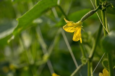  salatalık, yaprak, çiçek, yeşil, Ivy, dikim, dönüşüm.