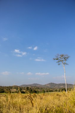 Çayır, ağaçlar, gökyüzü, mavi, çimenler, yeşil, kahverengi.