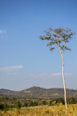 Çayır, ağaçlar, gökyüzü, mavi, çimenler, yeşil, kahverengi.