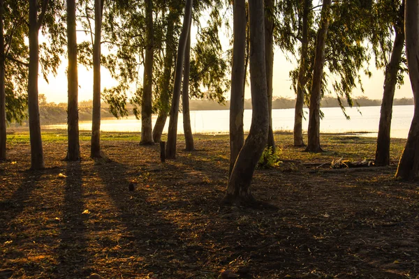 Sombras, árvores, sol, reflexões, amanhecer . — Fotografia de Stock