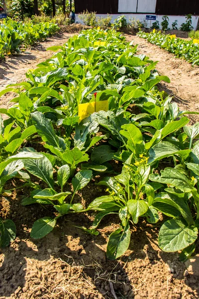 Cabbage, Sort, green, safe, fresh, clean. — Stock Photo, Image