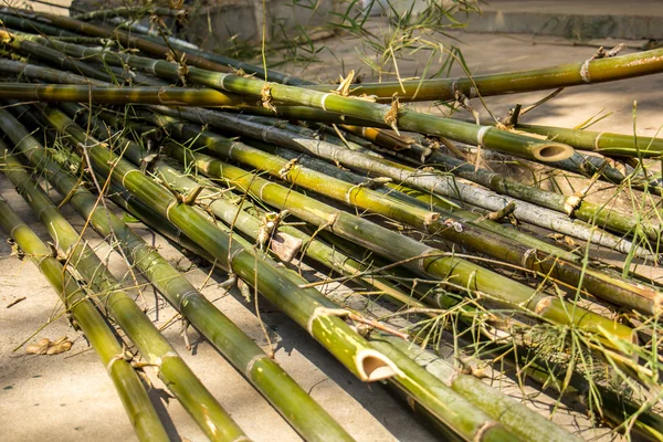 Bamboo cylindrical, yellow, dry, green, bamboo pile. — Stock Photo, Image