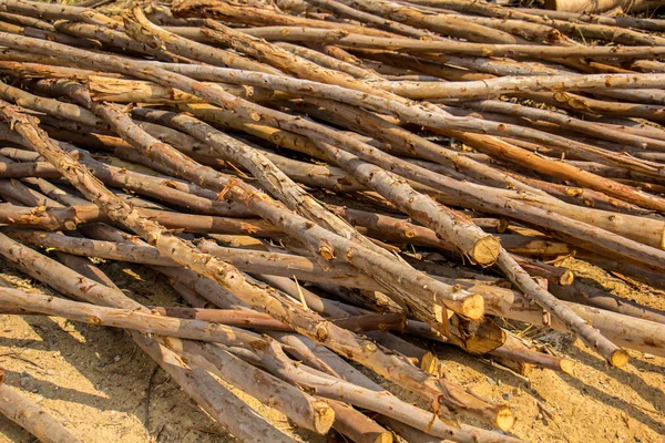 Eukalyptus dřevo, řezivo, dřevo, řazení, Les, hnědé, velké, overl — Stock fotografie
