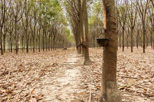 Резина, латекс, резиновый сад, латекс, резиновая чашка
.