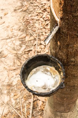 Kauçuk, lateks, kauçuk Bahçe, lateks, kauçuk Kupası.