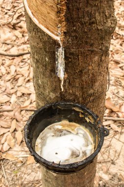 Kauçuk, lateks, kauçuk Bahçe, lateks, kauçuk Kupası.