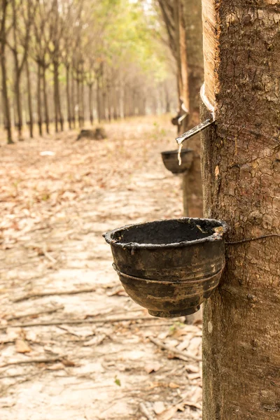 Caucho, látex, jardín de goma, látex, taza de goma . — Foto de Stock