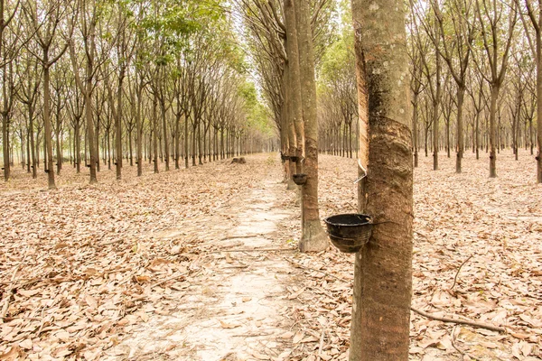 Gomma, lattice, giardino di gomma, lattice, tazza di gomma . — Foto Stock