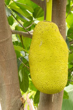 Nefesi, nefesi, meyve, yeşil, sapları, taze, meyve.