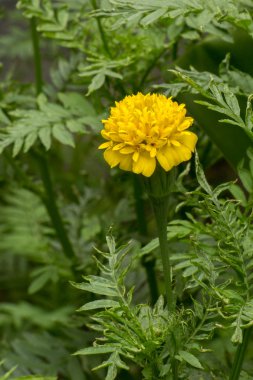 yeşil yaprakları çiçek ile sarı çiçek.