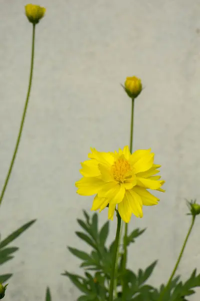 Yeşil yaprakları çiçek ile sarı çiçek. — Stok fotoğraf
