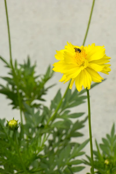 Kwiaty żółte, zielone liście z pszczoły. — Zdjęcie stockowe