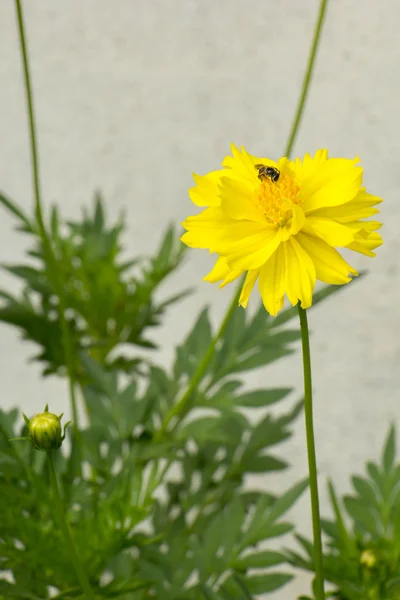 Gula blommor, gröna blad med bin. — Stockfoto